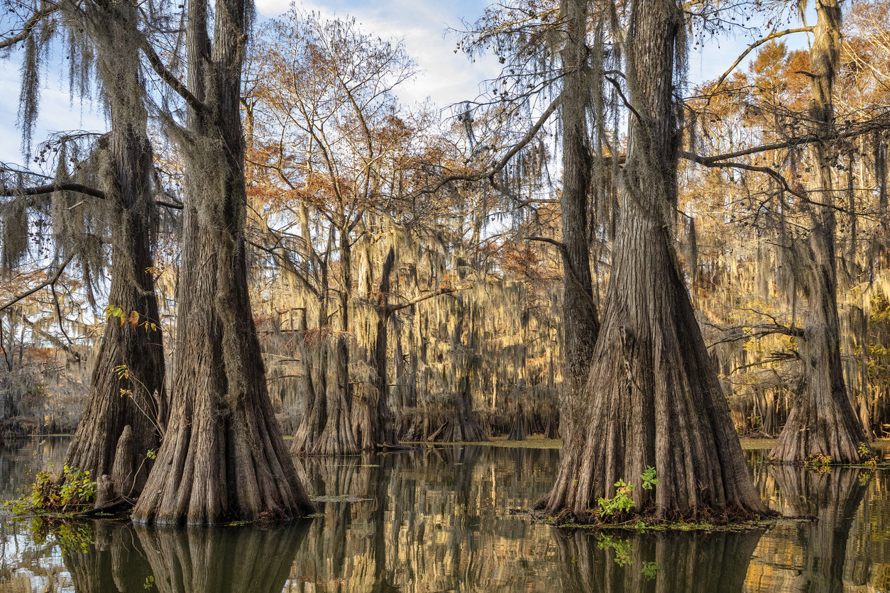 Benton Lake Early Morning Caddo Lake
