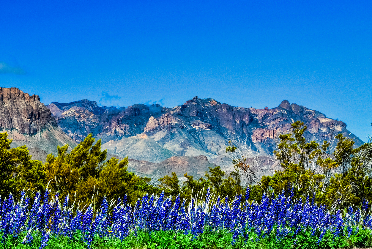 Bluebonnets and Mountains