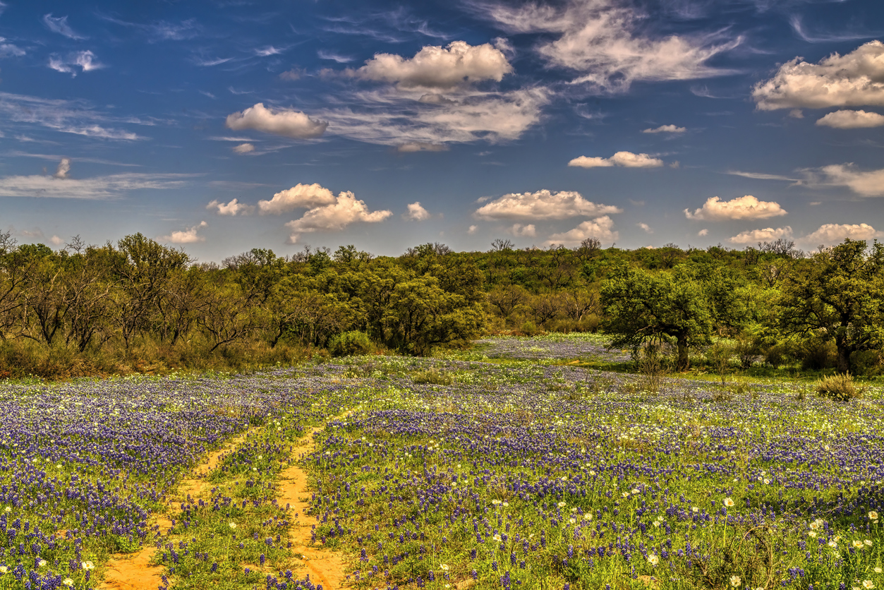 Bluebonnets in Texas Hill Country
