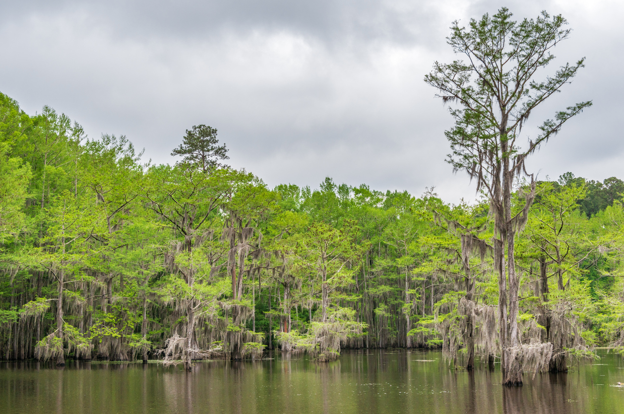Caddo Lake State Park, in the piney woods ecoregion of East Texas