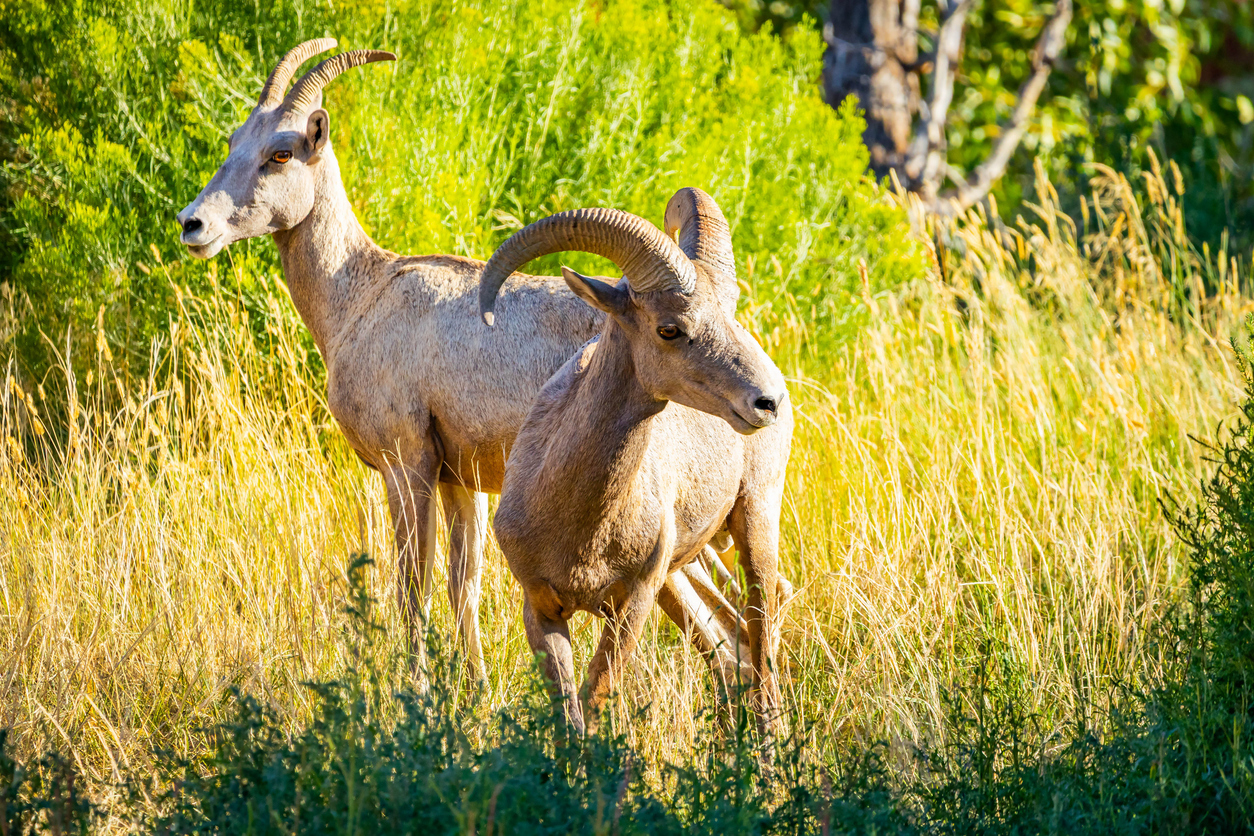 Close-up Portrait of a Desert Bighorn Sheep on a Sunny Day
