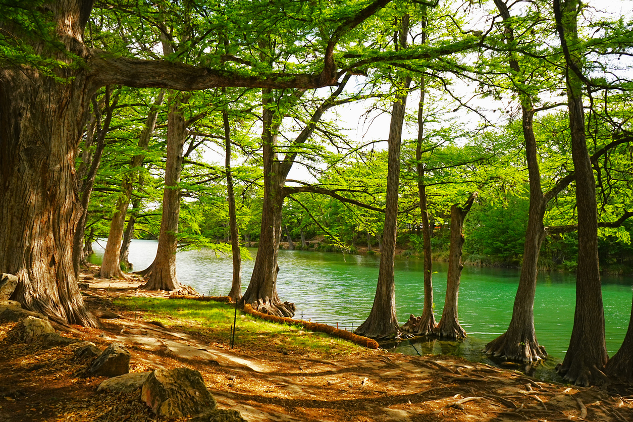 Cyprus trees line the Frio River walk