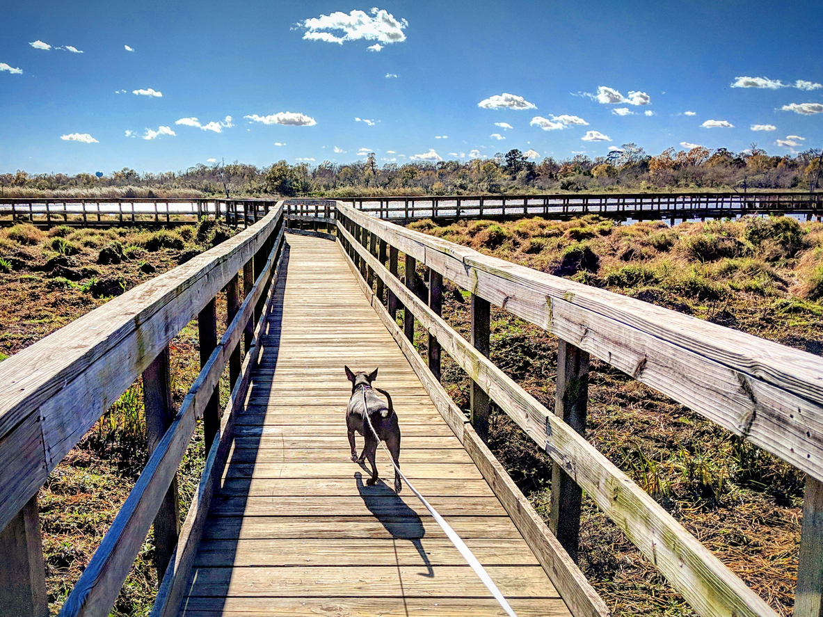 Dog Walking on Marsh Boardwalk