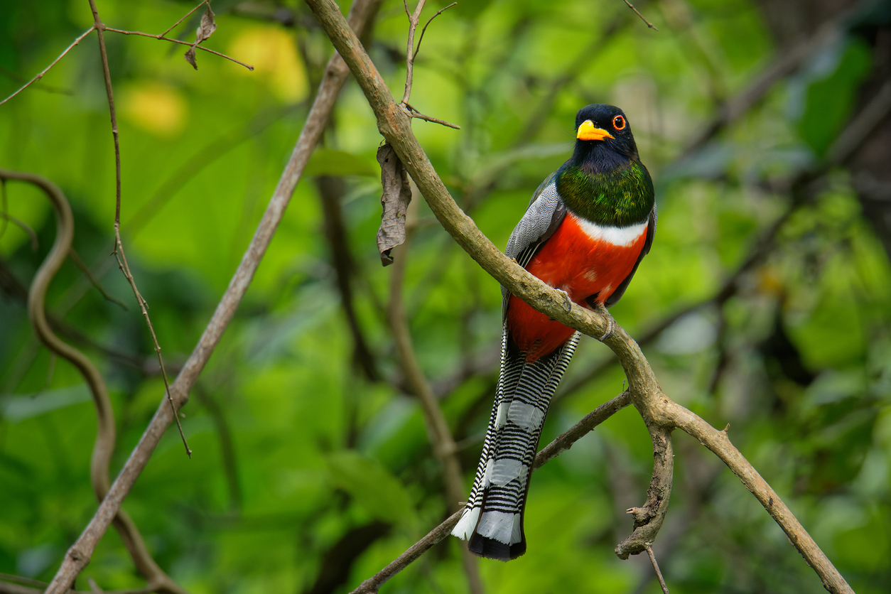 Elegant Trogon