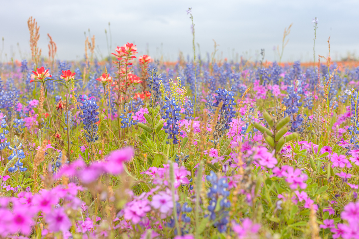 Field of wildflowers in full bloom during spring