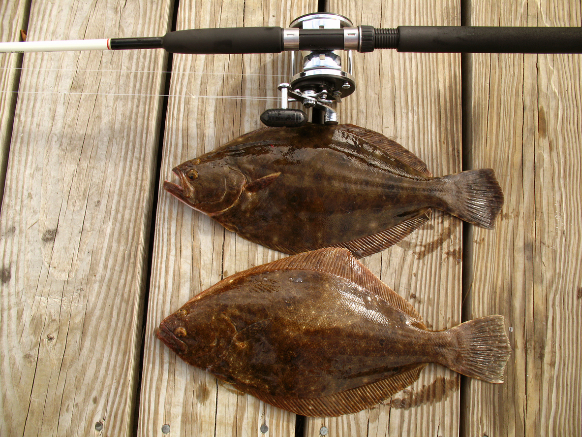 Fluke Catch