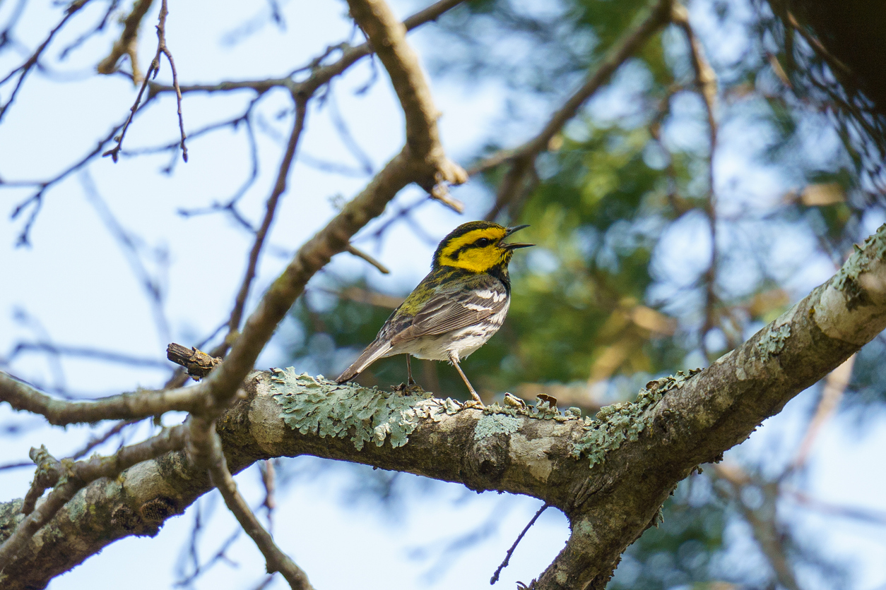 Golden-Cheeked Warbler Singing