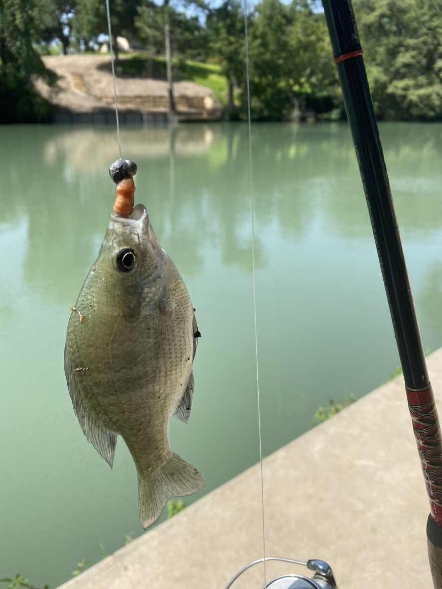 Guadalupe Bass