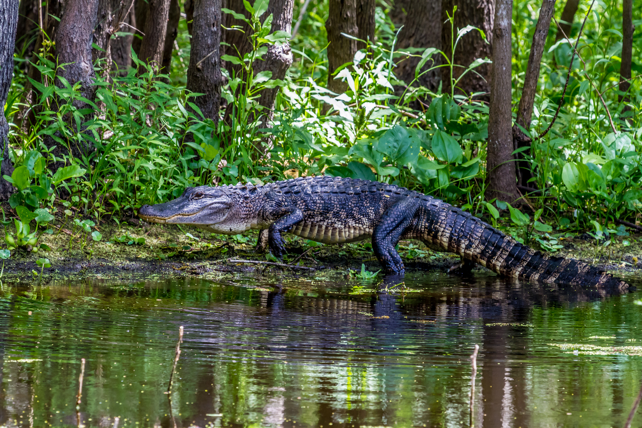 Large American Alligator
