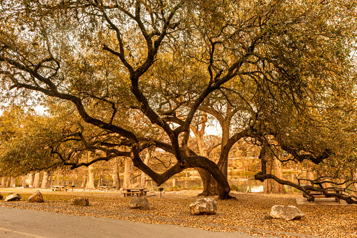 Large Oak Tree in Garner State Park, Texas