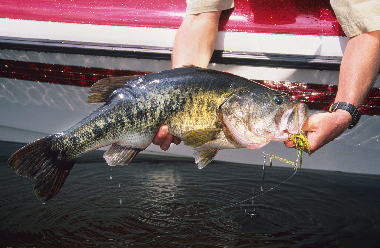 Largemouth Bass 6204