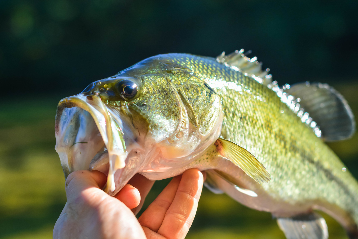 Largemouth Bass