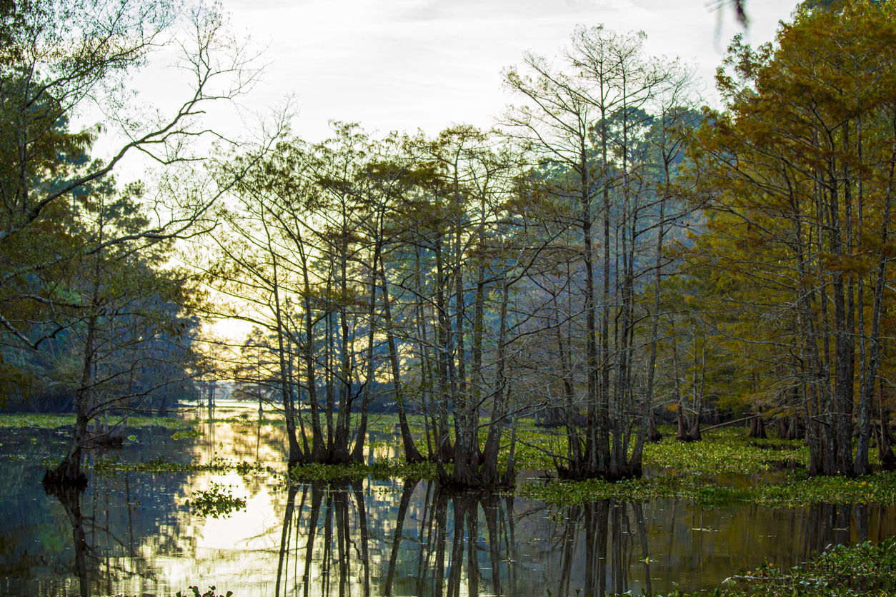 Martin Dies, Jr. State Park, Trees