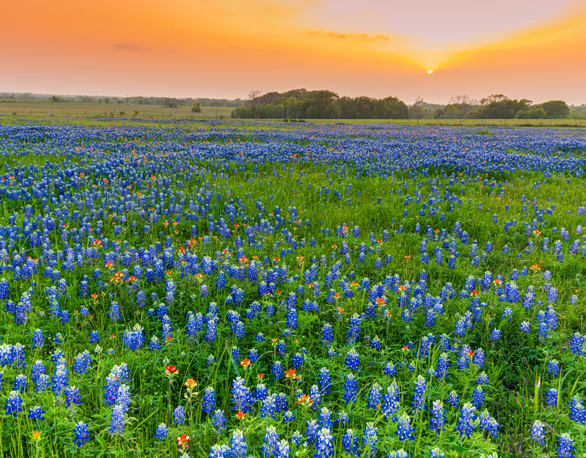Meadow Filled With Texas WIldflowers