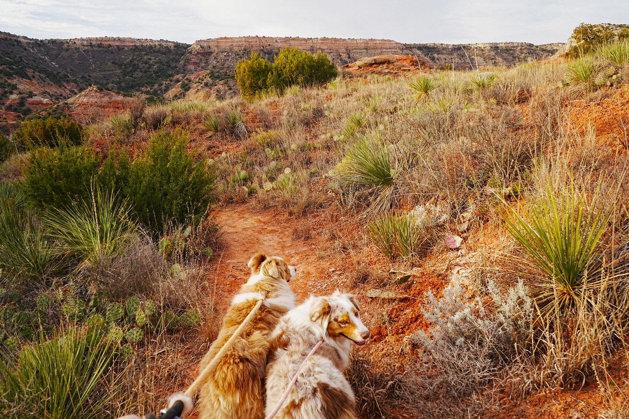 Palo Duro Canyon in WIntertime has great hiking, biking, camping, and wildlife viewing opportunities