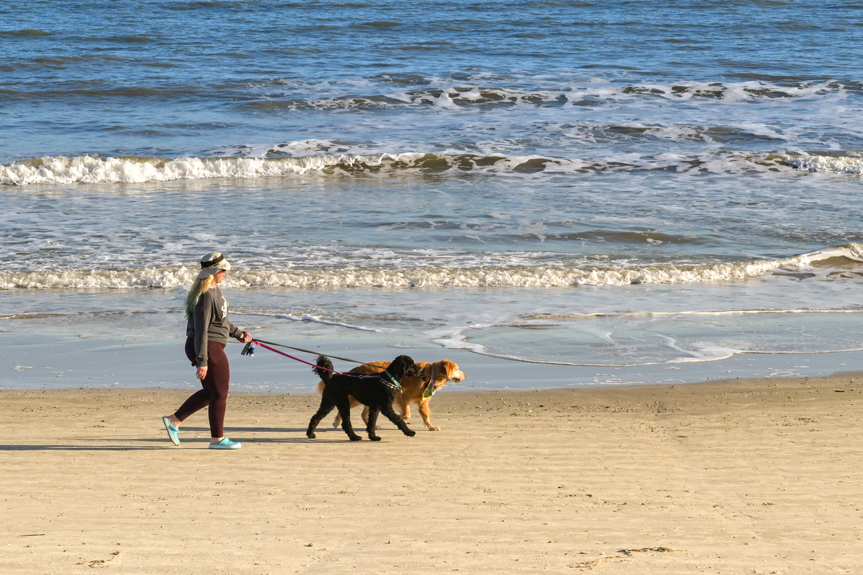 Person walking dogs on the beach in Galveston