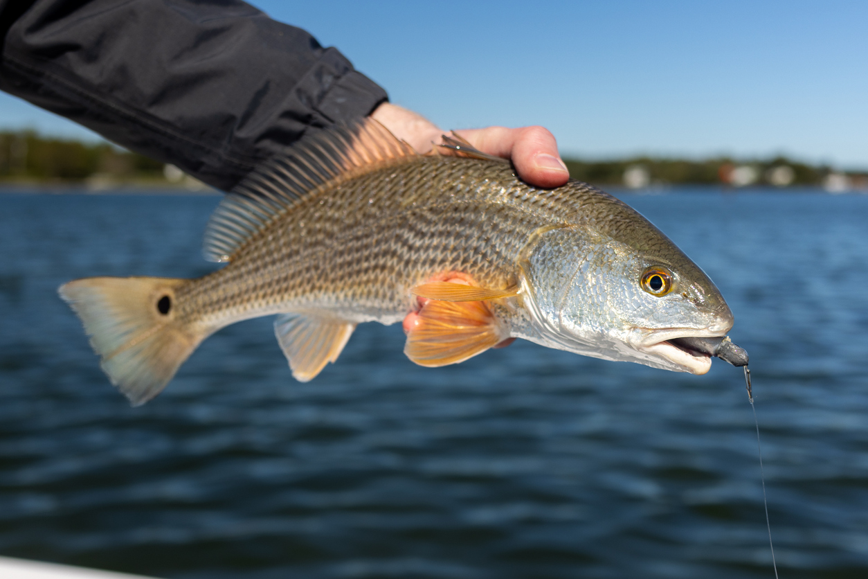 Red Drum