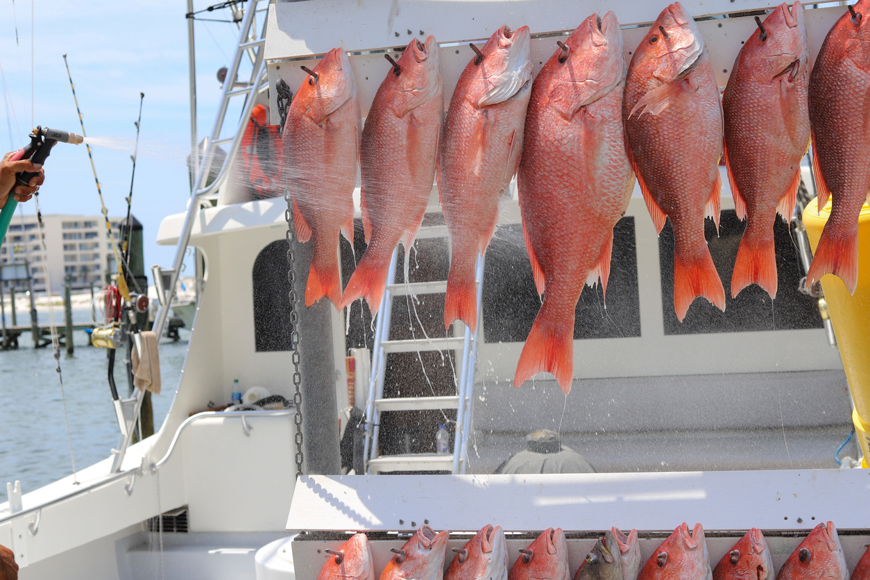 Red snapper fish
