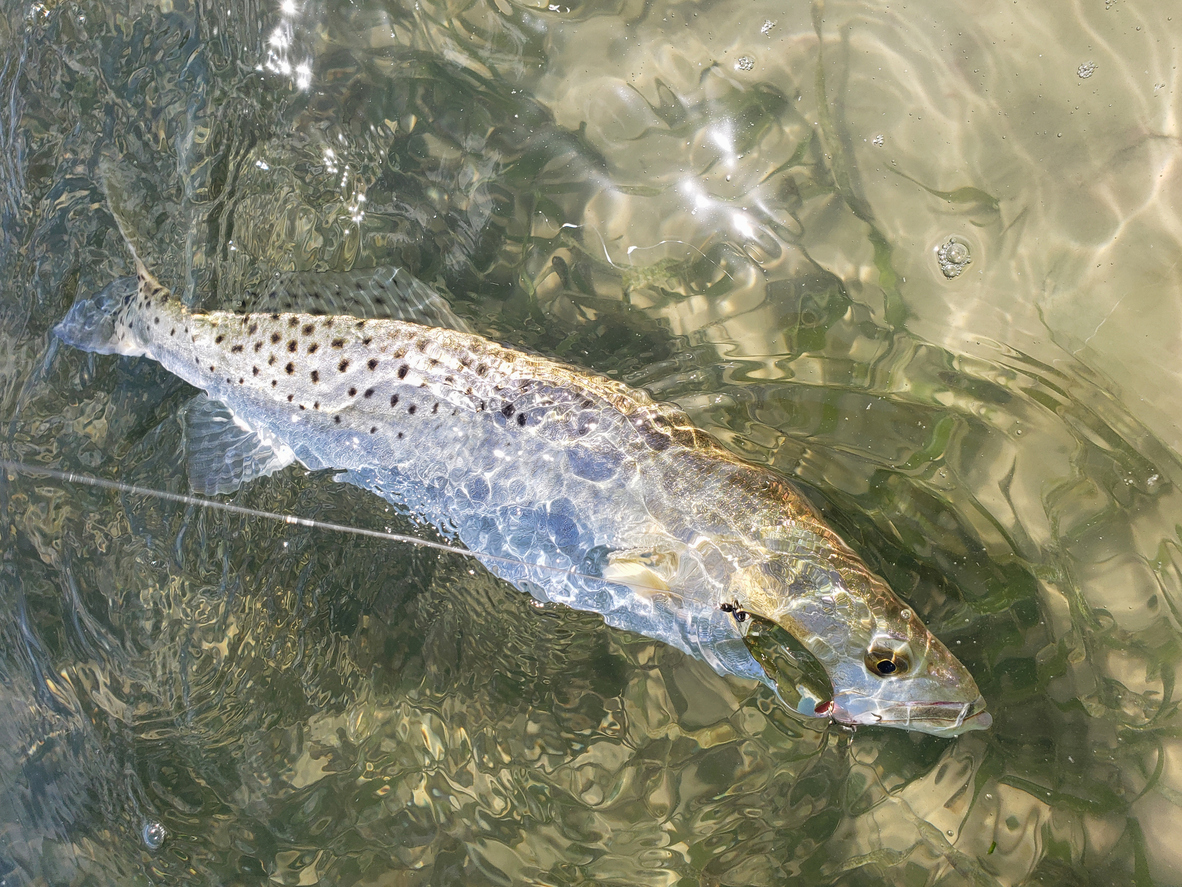 Speckled Seatrout