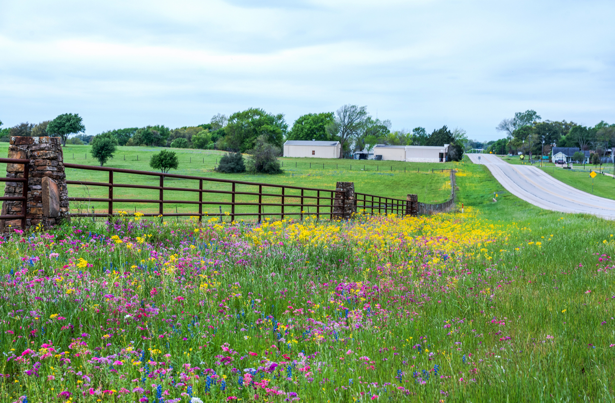 Spring wildflower in Brenham, Texas