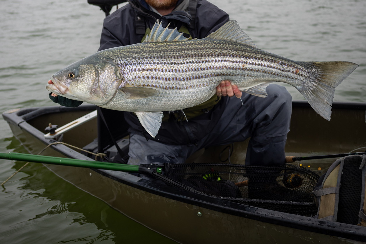 Striped Bass