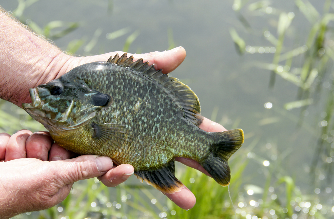 Sunfish in hand