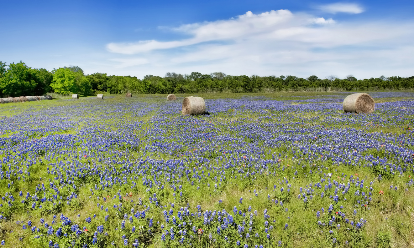 Texas Bluebonnet Flowers
