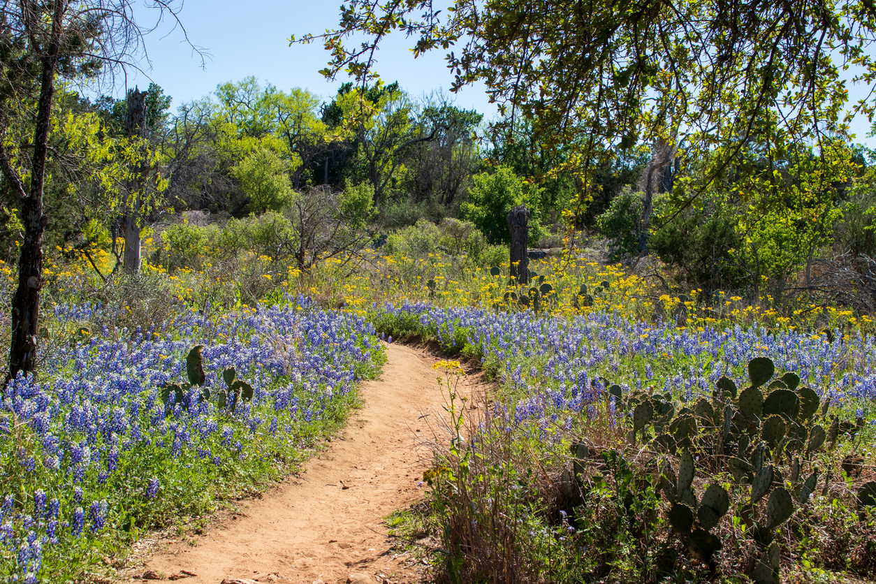 Texas Bluebonnets, cactus, wildflowers