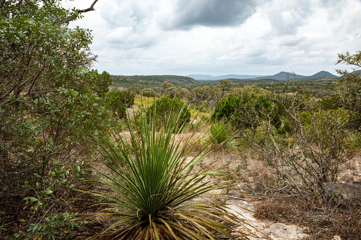 Texas Hill Country Vista Hill Country State Natural Area