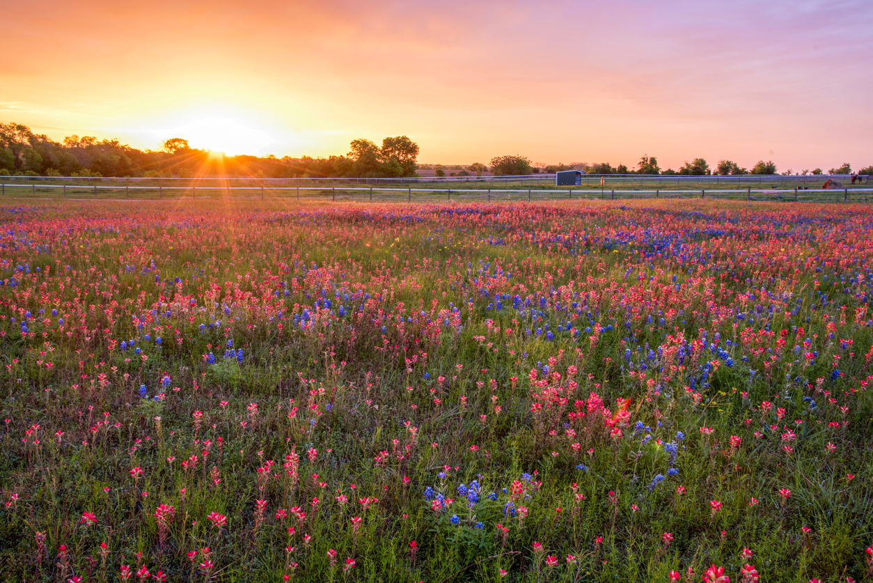 Texas Wildflowers