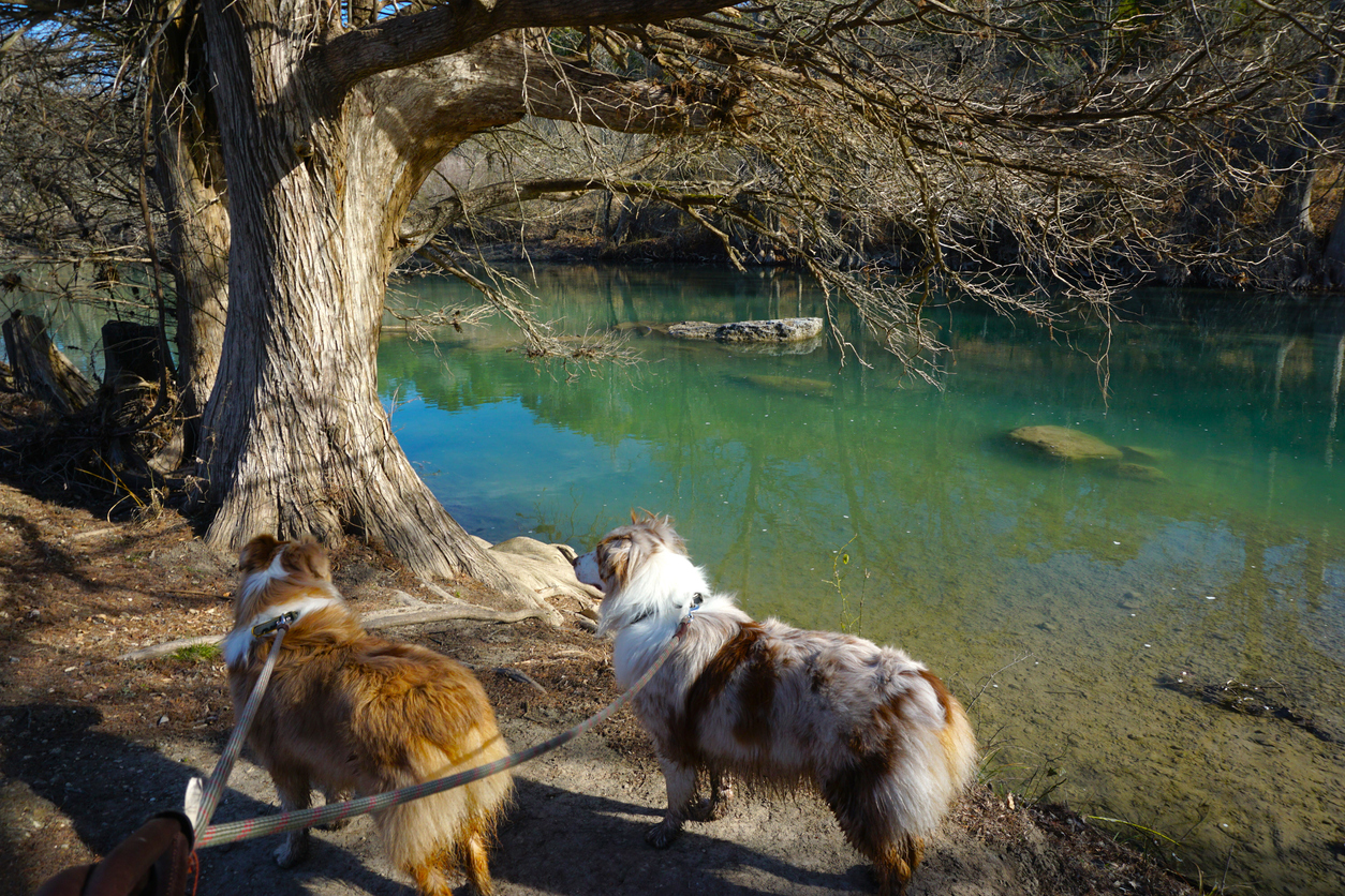 Tubing, hiking, canoeing, kayaking, and camping at Guadalupe River State Park Texas