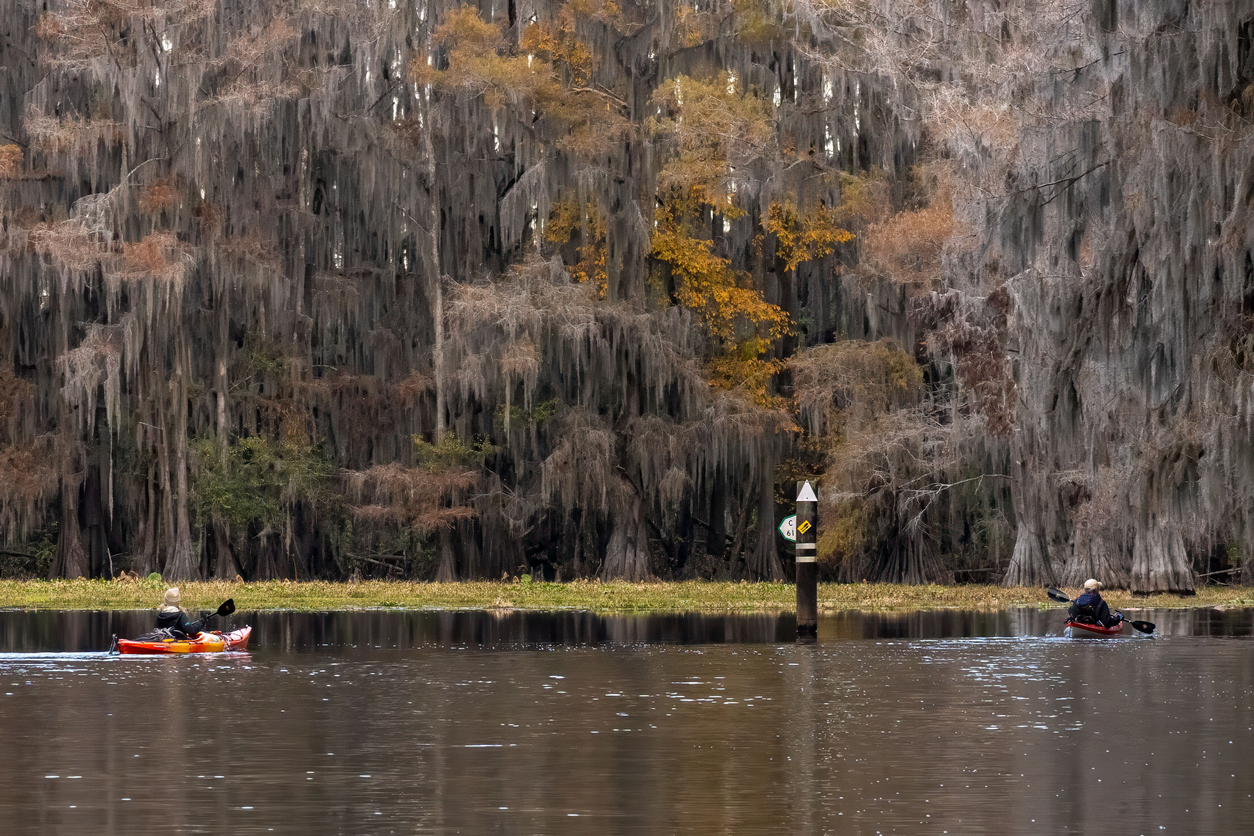 Two Kyakers In The Swamp