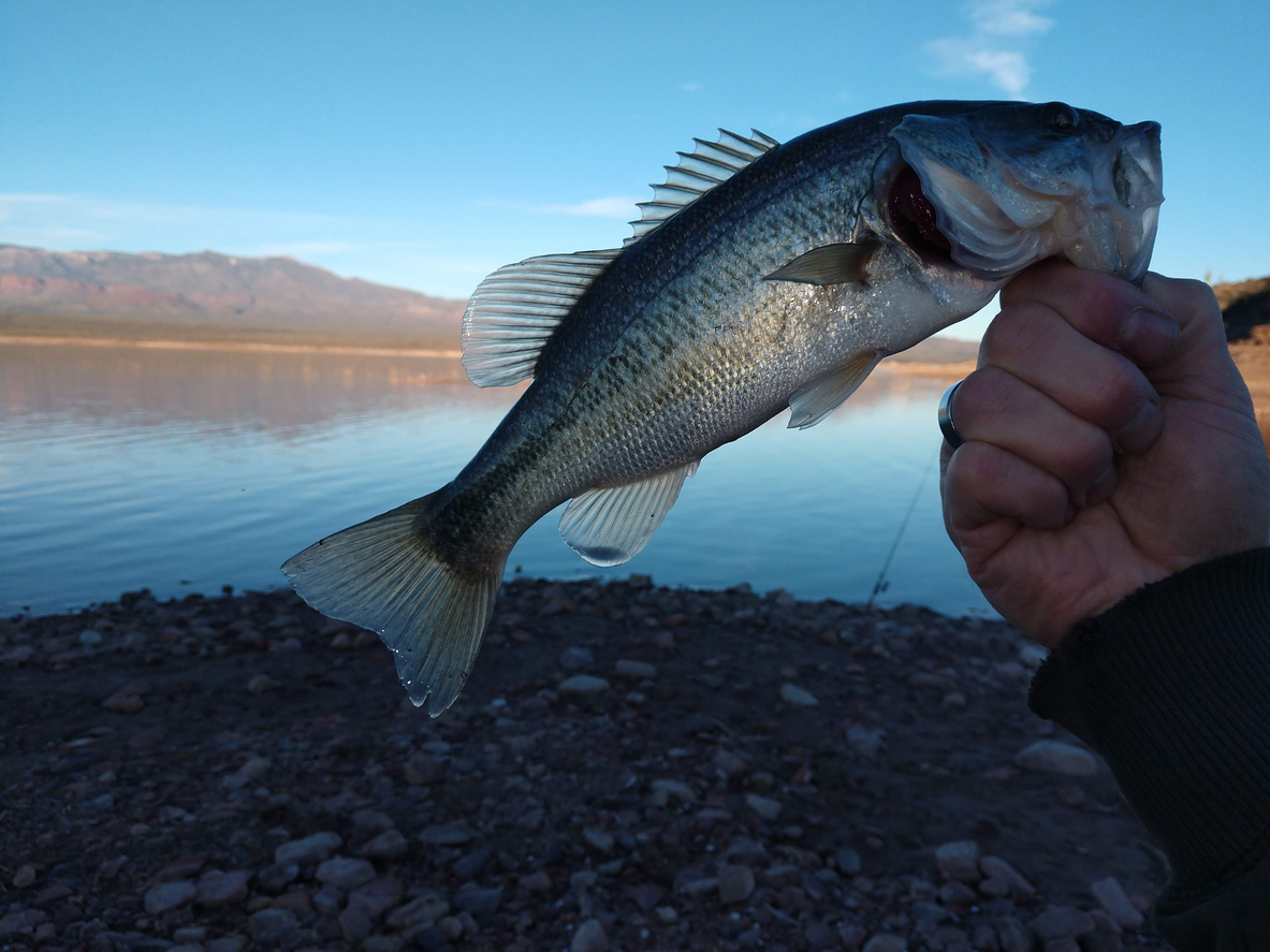 White Bass