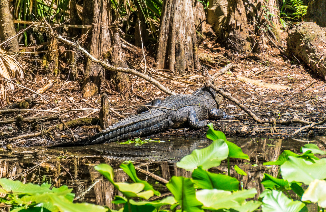 A crocodile laying in the water near some plants