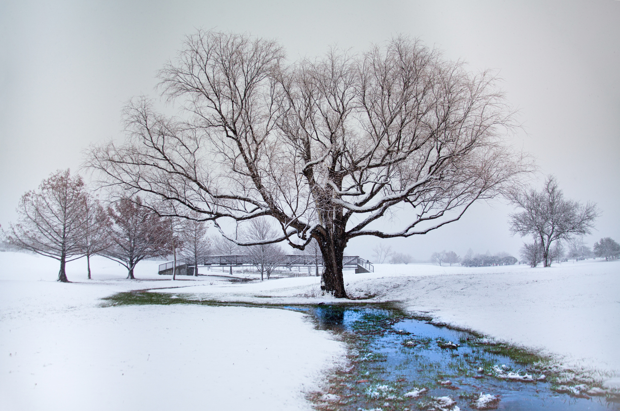 Austin Snow