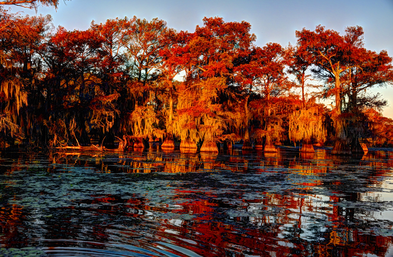 Autumn Cypress Grove