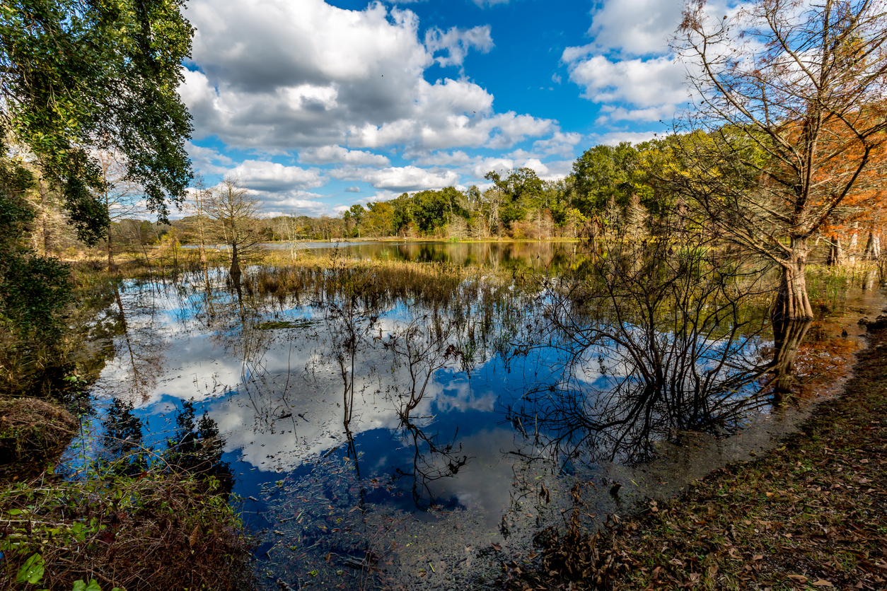 Colorful Creekfield Lake at Brazos Bend Texas
