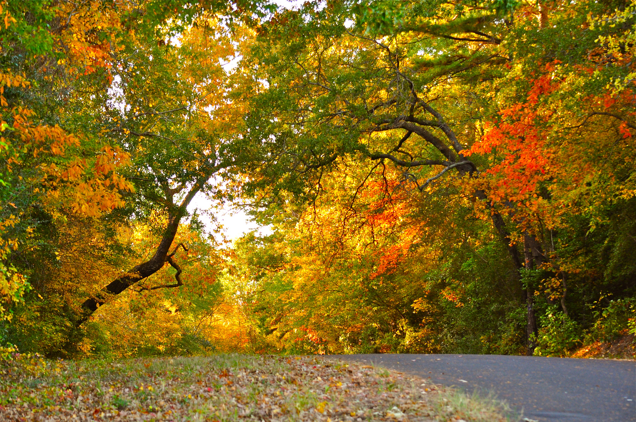 Colors of Fall