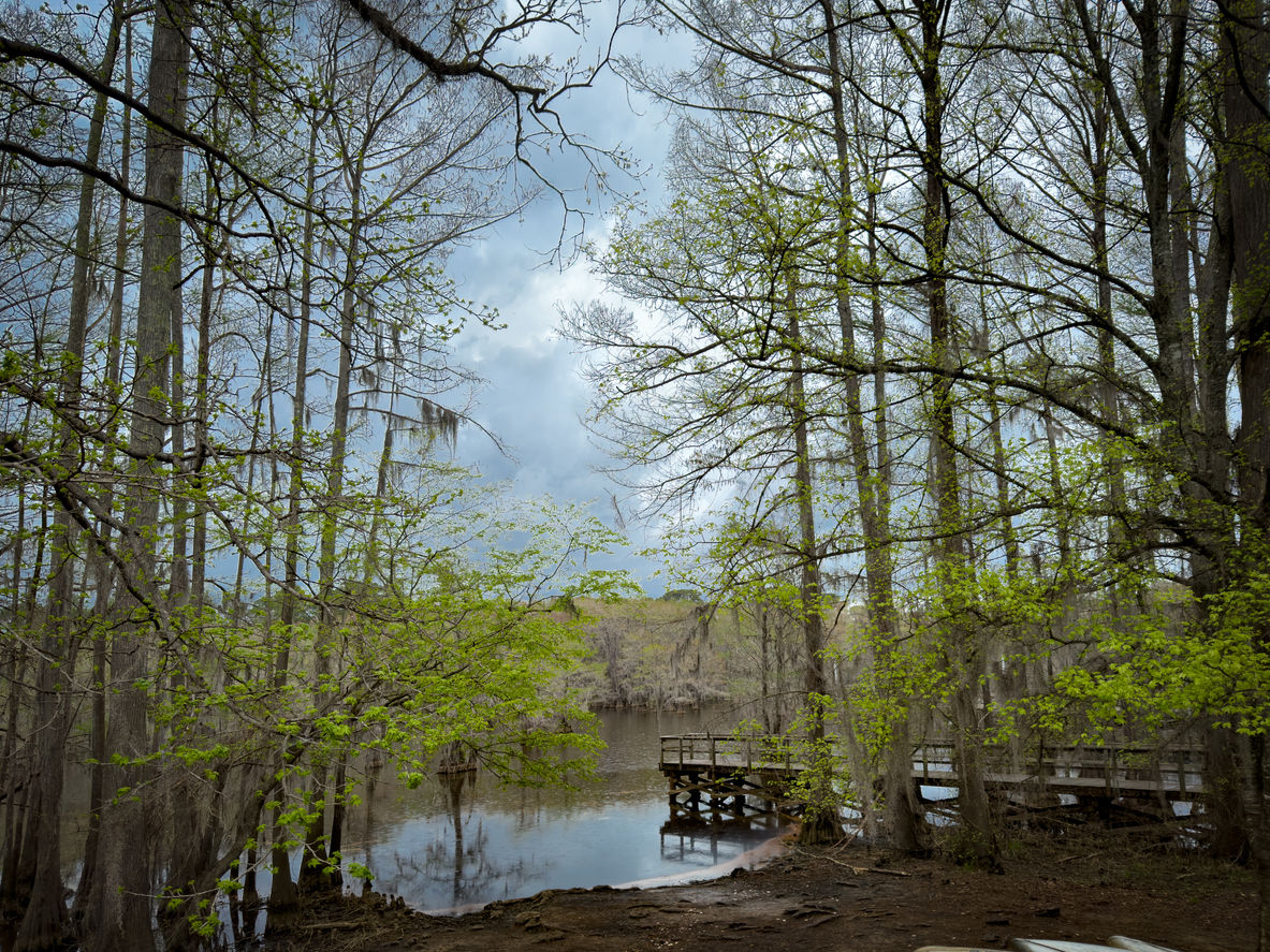 Cypress Swamp and Boardwalk at Caddo Lake State Park, Texas