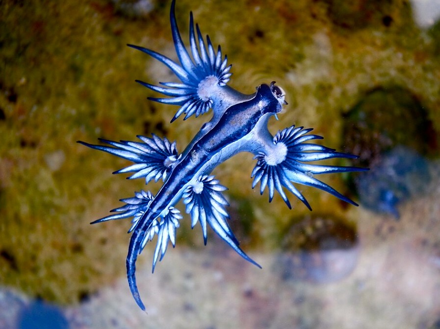 The Blue Dragon slug in the water