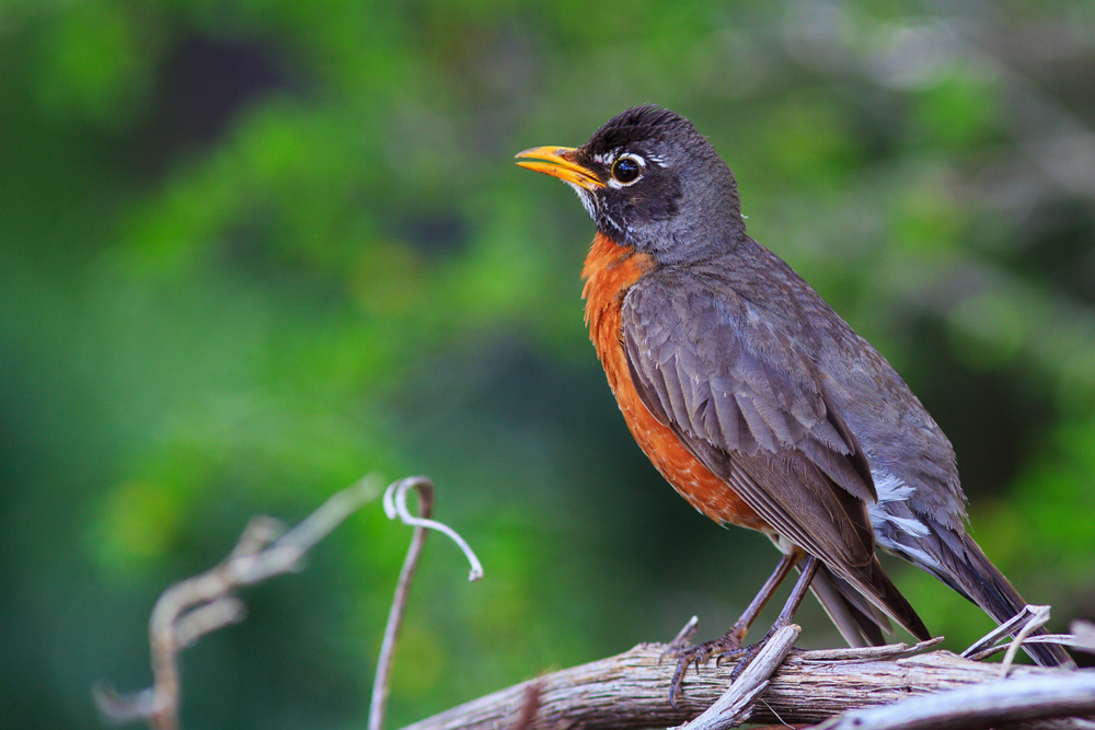 American Robin