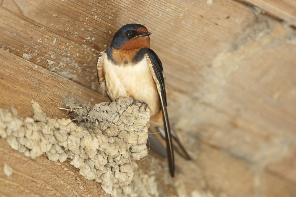Barn Swallow
