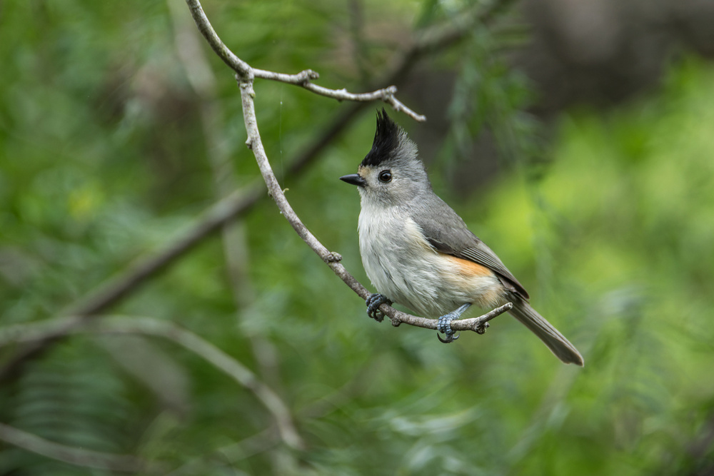 Black-crested Titmouse