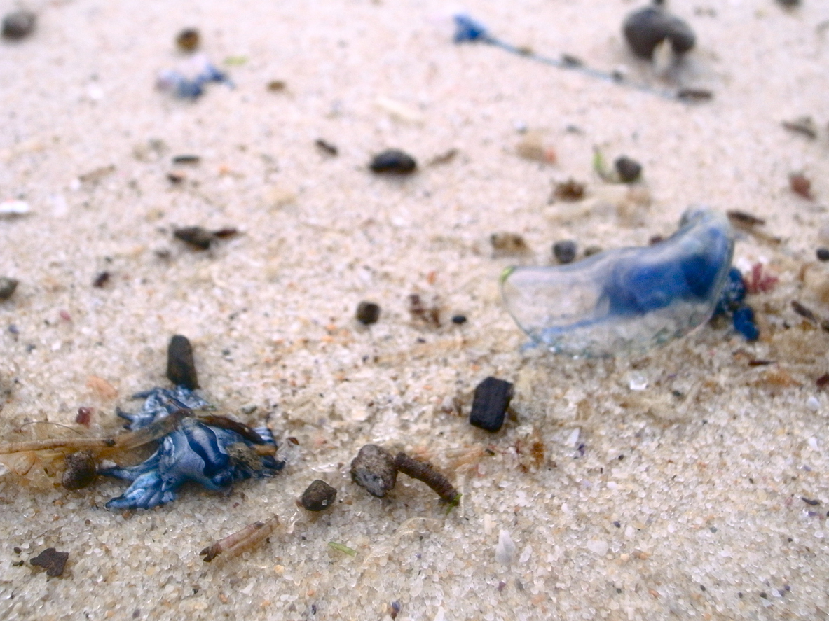blue dragon on the beach