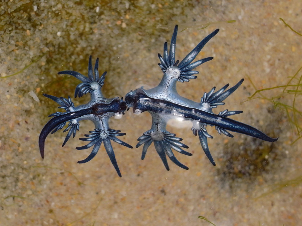 Blue dragon, Glaucus Atlanticus