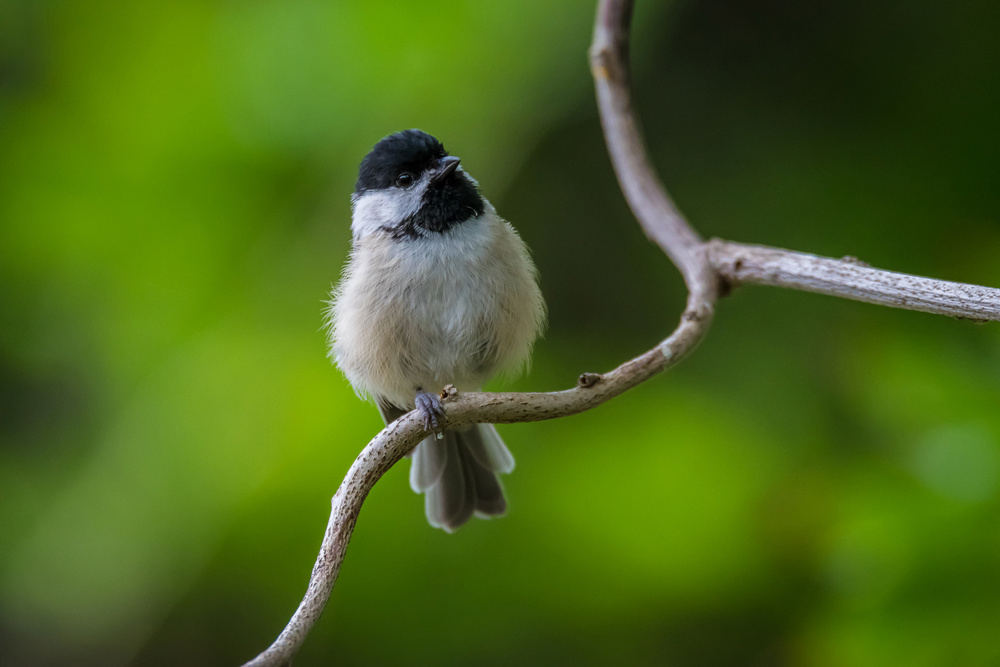 Carolina Chickadee