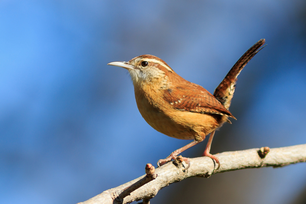 Carolina Wren