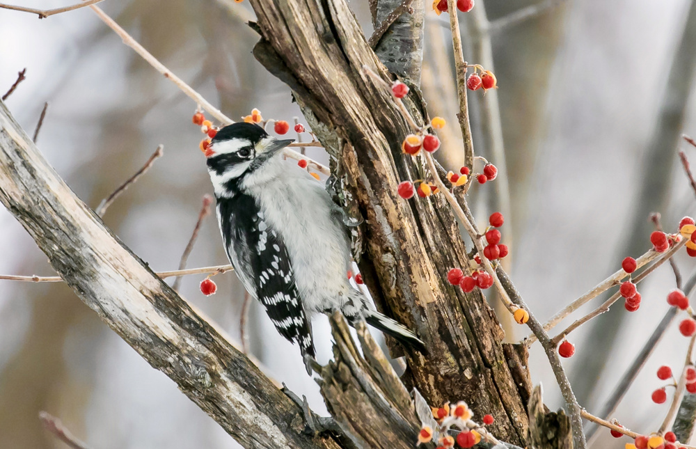 Downy Woodpecker
