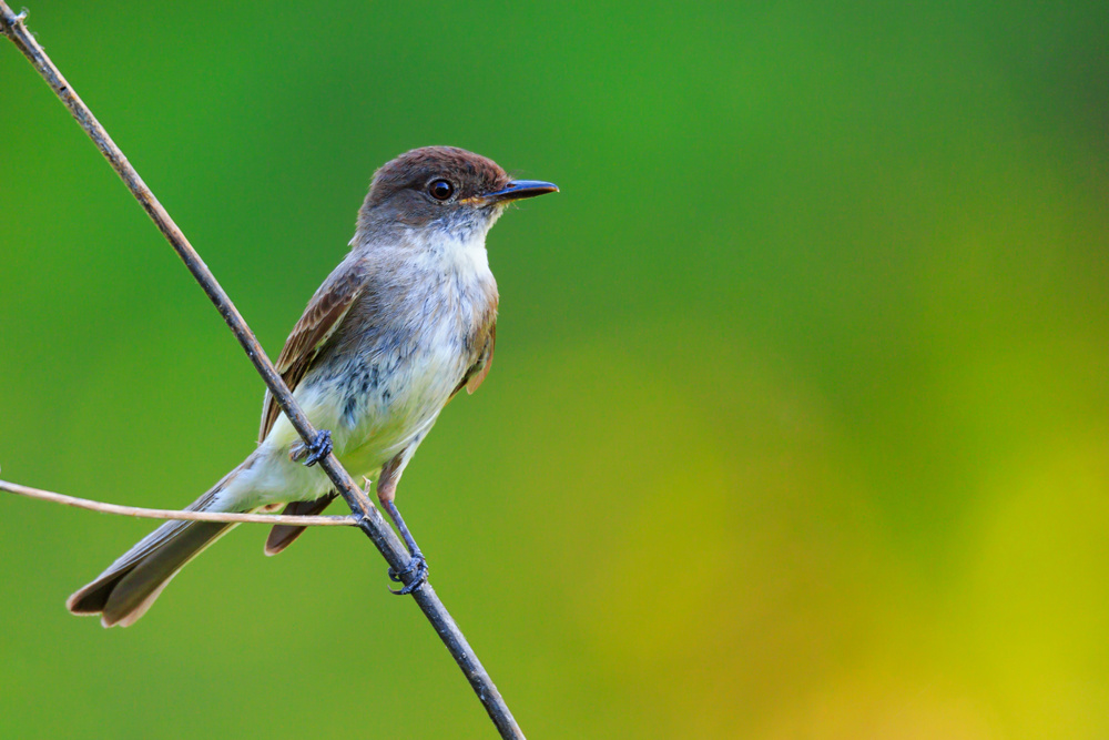 Eastern Phoebe