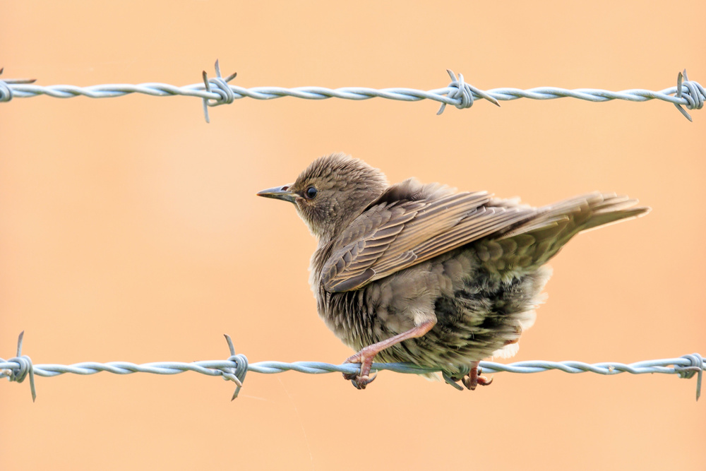 European Starling
